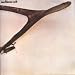 Wishbone Ash