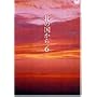 �k�̍����� Vol.6 [DVD]