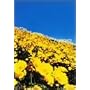 131 DAYS [DVD]