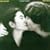 Double Fantasy