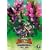 �Ñ㉤�� �����L���O D�L�b�Y�A�h�x���`���[ �����`�� 9 [DVD]