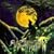 The Madrigal Of The Night : Eight Hymnes To The Wolf In Man