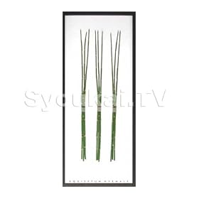 F-style ���[�t�p�l���EEquisetum hyemale / �g�N�T�@425x1015x30mm 2.8Kg