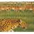 Zoo [CCCD]