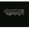 �J���X�}