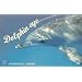 Dolphin eye�\�C���J�̂܂Ȃ��� (Postcard book)