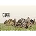 Mr.Children �gHOME�h TOUR 2007~in the field~ [DVD]