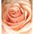 BEST FLOWER -B SIDE COLLECTION-