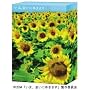 ���܁A��ɂ䂫�܂� DVD-BOX �q������萶�Y�r