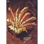 HISTORY IV [DVD]