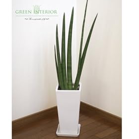 �yGreen Interior�z�T���Z�x���A �L�����h���J95cm �X�N�G�A�����O�|�b�g(�z���C�g)