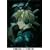 APPLESEED COLLECTOR'S EDITION (������萶�Y) [DVD]