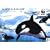 AQUAZONE Open Water ���X�̔����C