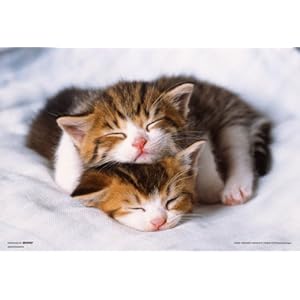 【クリックで詳細表示】300ピース まだ起きないニャ P73-403