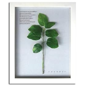 �s�v�����g�@�A�[�g�t���[���tLemon Leaf�i���������[�t�j