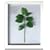 �s�v�����g�@�A�[�g�t���[���tLemon Leaf�i���������[�t�j