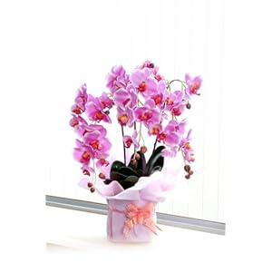 【クリックでお店のこの商品のページへ】光でキレイな空気を作る!光触媒胡蝶蘭(ピンク)