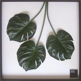 F-style ���[�t�p�l���E725x725x30mm�@Monstera deliciosa