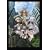 �|�k�̃��M�I�X��2�� (�ʏ��) [DVD]