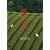 �q�̐X [DVD]
