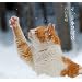 �����ƃl�R�ڂ�