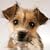 �W�����̏��ȗ�����[���ʊ��S��]~6 Songs for DOG LOVERS~