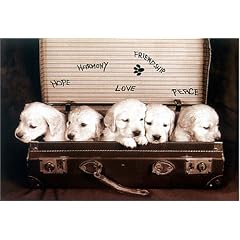 Puppies [PP-0393] [�|�X�^�[]