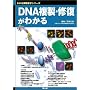 DNA�����E�C�����킩�� (�킩�������w�V���[�Y�\��{&�g�s�b�N�X)