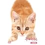 �l�R�~�� �������� [DVD]