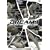 DREAM.1 ���C�g���O�����v��2008 �J���� [DVD]