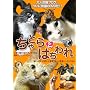 ����Ƃ�Ƃ͂���� [DVD]
