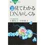 DVD&�}�� ���Ă킩��DNA�̂����� (�u���[�o�b�N�X)