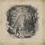 Vetiver