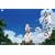 ����Ȃ� 7(�ʏ��) [DVD]