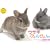 2010�E�T�M�҂��҂��(Yama-Kei Calendar)