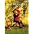 �X�E�B�[�g�E�m�x���o�[ ���ʔ� [DVD]