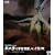 �K�����ΉF�����b�o�C���X [Blu-ray]
