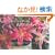 �^�[�V���E�e���[�_�[�̉Ԃ̃|�X�g�J�[�h�u�b�N(�ʐ^��)