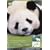 �A�j�}���E�v���l�b�g �~�[�g�E�U�E�p���_ ~�͂��߂Ă̗�������~ [DVD]