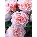 ���ׂẴo�����炩������ (Roses & rose gardens)