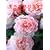 ���ׂẴo�����炩������ (Roses & rose gardens)