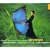 Ginastera: Estancia, Op. 8; Harp Concerto, Op. 25; Panambi