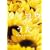 �^�C���E�̂��� �v���~�A���E�G�f�B�V���� [DVD]