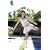 �n�Ӗ��D �Ђ��܂� [DVD]