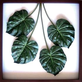 F-style ���[�t�p�l���E1040x1040x80mm�@Monstera deliciosa