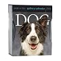 Dog Gallery 2009 Calendar (Page a Day Gallery Calendar)