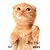 �l�R�~�� �g���E�l�R�� [DVD]