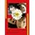 �j���[�^�C�v~�����A���̂��߂� [DVD]