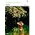 ���̏�̒��H (�f�W�^�����}�X�^�[��) [DVD]