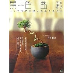 インテリアに映える 景色盆栽